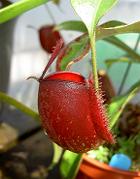 Nepenthes ampullaria 'Cantleys Red' 2